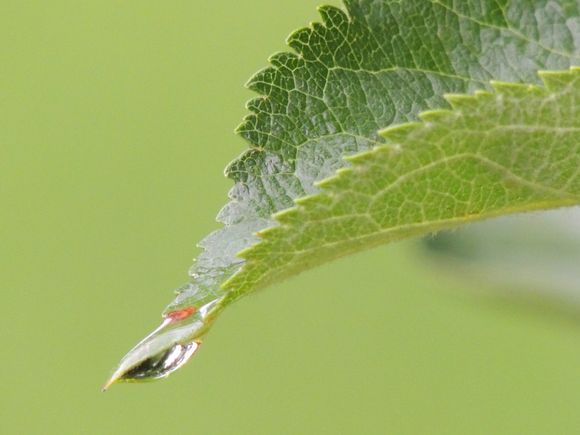 Droplet - Photo by Steve Daly